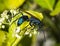 Tarantula hawk on a green bush