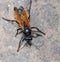 Tarantula hawk, a large parasitoid Wasp