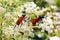 Tarantula hawk wasp duo