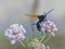 A Tarantula Hawk Wasp feeding on some flowers