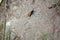 Tarantula hawk wasp on the ground