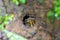 Tarantula inside a hole in Arenal Volcano National Park (Costa Rica)