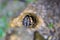 Tarantula inside a hole in Arenal Volcano National Park (Costa Rica)