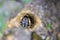 Tarantula inside a hole in Arenal Volcano National Park (Costa Rica)