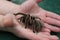Tarantula kept in human hands