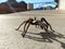 Tarantula in natural habitat, Theraphosidae at hoover dam nevada