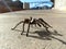 Tarantula in natural habitat, Theraphosidae at hoover dam nevada