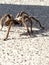 Tarantula in natural habitat, Theraphosidae at hoover dam nevada