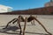 Tarantula in natural habitat, Theraphosidae at hoover dam nevada