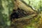 Tarantula in nest at night