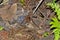 Tarantula on the Rain Forest Floor at Night