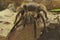 A tarantula is showing aggressive behavior.