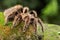 A tarantula is showing aggressive behavior.