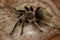 A tarantula is showing threatening behavior.