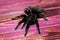 tarantula sits on a beautiful background