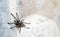 Tarantula spider on blur background,Scare and mysterious.lmprisoned and searching exit, view of copy space