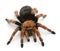 Tarantula spider, Brachypelma Boehmei