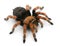 Tarantula spider, Brachypelma Boehmei