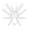 Tarantula spider Brachypelma smithi, spider female. spider top view. Sketch of spider