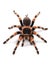 Tarantula spider, female