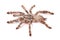 Tarantula spider, female Heteroscodra maculata