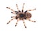 Tarantula spider, female Nhandu coloratovilosum