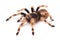 Tarantula spider, female Nhandu coloratovilosum