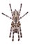Tarantula spider, female Poecilotheria regalis