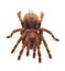 Tarantula spider, female Theraphosa blondi