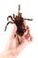 Tarantula spider, female Vitalius paranaensis, example of how to safely hold the spider in your hand