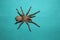 Tarantula , spider on green background wild tarantula  close up female of Spider females can live up to 25 years tarantula fangs,