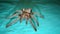 Tarantula , spider on green background. wild tarantula  close up female of Spider females can live up to 25 years tarantula fangs,