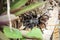 Tarantula spider on ground between leaves, Peten, Guatemala