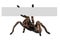 Tarantula Spider Holding A Blank Sign