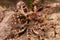 Tarantula spider macro