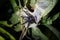 Tarantula spider on the plant. Jungle, Tambopata, Peru