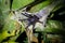 Tarantula spider on the plant. Jungle, Tambopata, Peru