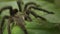 Tarantula spider rest on a leaf in the Amazon rainforest