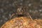 Tarantula Spider seen at Amboli,MAharashtra,India