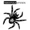 Tarantula Spider Sketch. Halloween Hand Drawn black icon on a white background.