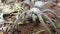 Tarantula. Spider tarantula. Close up female of spider tarantula in the wild nature. Largest spider: giant huntsman spider. Arthro