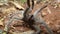 Tarantula. Spider tarantula. Close up female of spider tarantula in the wild nature. Largest spider: giant huntsman spider. Arthro