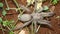 Tarantula. Spider tarantula. Close up female of spider tarantula in the wild nature. Largest spider: giant huntsman spider. Arthro