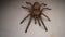 Tarantula , Spider. Tarantula isolated on white background Close Up male of Spider Tarantula - Largest spider in terms of leg-span