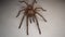 Tarantula , Spider. Tarantula isolated on white background Close Up male of Spider Tarantula - Largest spider in terms of leg-span