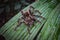 A Tarantula spider walks across a palm leaf n the Amazon rainforest