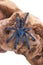 Tarantula spider, a young individual Avicularia versicolor