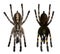 Tarantula spiders, Poecilotheria Metallica