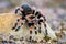 Tarantula Theraphosidae Mygalomorph