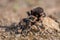 Tarantula Theraphosidae Mygalomorph Mygalomorphae